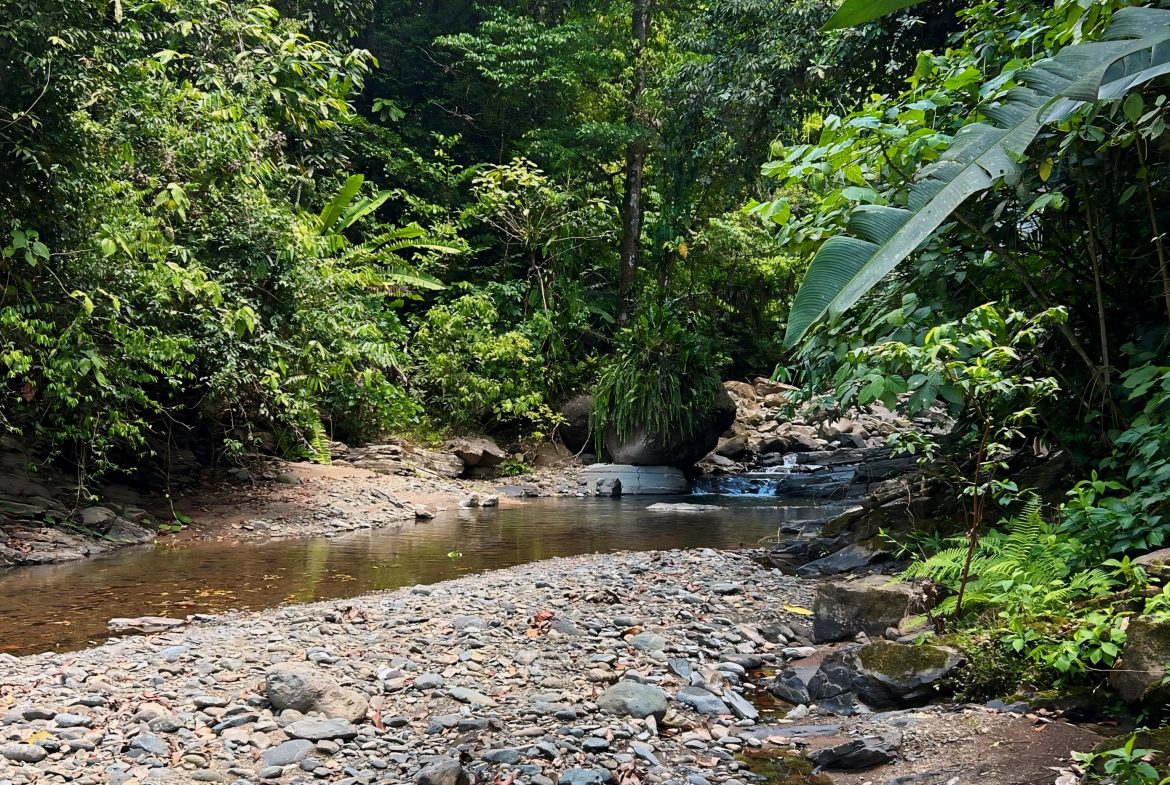 JUNGLE DREAMS FARM: WHERE NATURE MEETS SERENITY – 20 ACRES